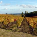 Le Vignoble Gaillacois depuis plus de 2000 ans