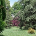 Arbres centenaires du parc du Domaine Lalande